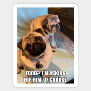 hungry pug Magnet